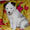 Необыкнов енные щенки якутской лайки - Изображение #3, Объявление #937365