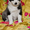 Необыкнов енные щенки якутской лайки - Изображение #2, Объявление #937365