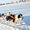Необыкнов енные щенки якутской лайки #937365