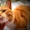 Ярко-рыжий солнечный котик из мультфильма "Шрек" - Изображение #3, Объявление #953433