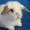 Кролики декоративной породы "вислоухие" - Изображение #1, Объявление #841071