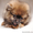 Продам редких щенков померанского шпица - Изображение #1, Объявление #1070080