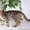 Бенгальские котята питомника Bengalsw - Изображение #1, Объявление #1137255