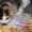 Отдам милых, домашних котиков и кошечек  - Изображение #3, Объявление #1167237