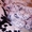Шикарные щенки далматина с отличной родословной - Изображение #3, Объявление #1275507