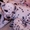 Шикарные щенки далматина с отличной родословной - Изображение #2, Объявление #1275507