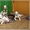 Далматина щенки с родословной  - Изображение #3, Объявление #1301667