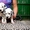 Далматина щенки с родословной  - Изображение #1, Объявление #1301667