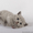 Британские котята из питомника - Изображение #2, Объявление #1321952
