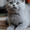 Британские котята из питомника - Изображение #3, Объявление #1321952