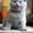 Британские котята из питомника - Изображение #1, Объявление #1321952