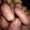 Семенной сортовой картофель оптом - Изображение #5, Объявление #1395366