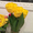 Тюльпан Big Smile (Биг Смайл) от 28 р. со склада в центре Новосибирска! - Изображение #2, Объявление #1525609