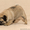 Продаю щенка мопа - Изображение #3, Объявление #1559265