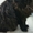отдам молодую  черную кошку в добрые руки - Изображение #1, Объявление #1601226