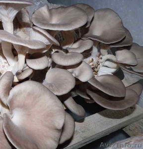 Продам мицелий грибов Вешенка - Изображение #1, Объявление #101896