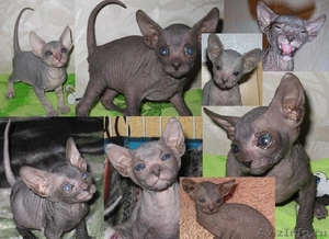 Продам лысых голороденных кожаных-липких  котят Петербургского сфинкса Peterbald - Изображение #1, Объявление #109976