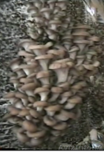 Готовые грибные блоки Вешенки - Изображение #1, Объявление #129926