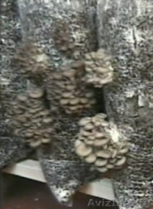 Готовые грибные блоки Вешенки - Изображение #2, Объявление #129926