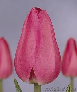 продам тюльпаны - Изображение #6, Объявление #154702