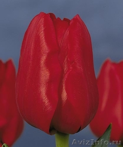 продам тюльпаны - Изображение #8, Объявление #154702