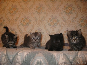 Маленькие британские котятки ищут хозяина - Изображение #1, Объявление #145292