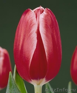 продам тюльпаны - Изображение #2, Объявление #154702
