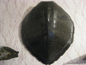 Продам панциря морских черепах - Изображение #1, Объявление #179070