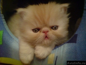 продаю персидских котят - Изображение #2, Объявление #185473