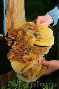 Свой бизнес, открой ИП иработай с нами - Пчеловодческая компания «Тенториум» - Изображение #3, Объявление #285817