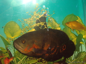 аквариумная рыба - Изображение #2, Объявление #311064