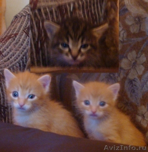 Отдам в  добрые  руки трех милых котиков - Изображение #1, Объявление #336192