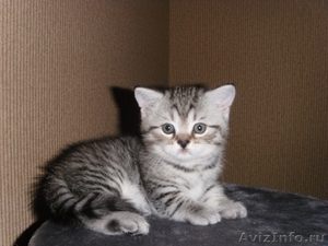 Продается котенок породы Шотлалдская КШ - Изображение #1, Объявление #333629