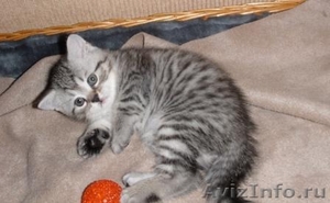 Продается котенок породы Шотлалдская КШ - Изображение #2, Объявление #333629