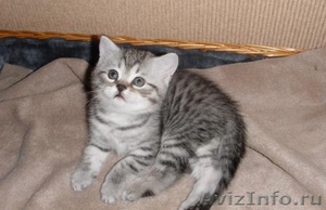 Продается котенок породы Шотлалдская КШ - Изображение #3, Объявление #333629