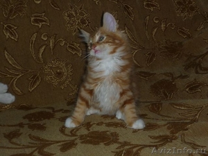 Замечательные и ласковые котята курильского бобтейла - Изображение #5, Объявление #351658