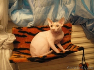 Меховые гамаки для кошек на батарею - Изображение #3, Объявление #366774