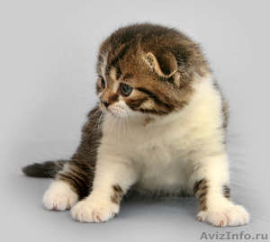 шотландские вислоухие элитные котята ШОУ КЛАССА! - Изображение #3, Объявление #387275