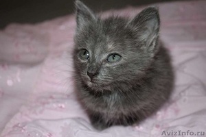 отдам в хорошие руки серого котенка - Изображение #1, Объявление #393121
