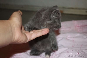 отдам в хорошие руки серого котенка - Изображение #2, Объявление #393121