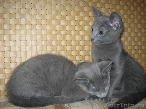 Русский голубой котенок - Изображение #1, Объявление #422533