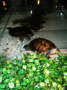Продам аквариум 200л. с 2-я красноухими черепахами и всем оборудованием. - Изображение #2, Объявление #415084