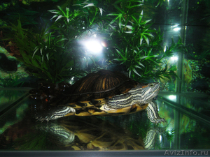Продам аквариум 200л. с 2-я красноухими черепахами и всем оборудованием. - Изображение #3, Объявление #415084