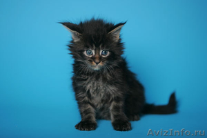 МЕЙН-КУН.котята - Изображение #2, Объявление #447618