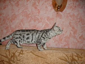 Бенгальский котенок - Изображение #2, Объявление #457046