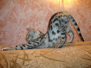 Бенгальский котенок - Изображение #3, Объявление #457046