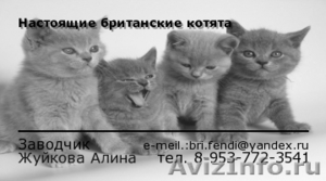 продаются британские котятки с документами - Изображение #1, Объявление #480292