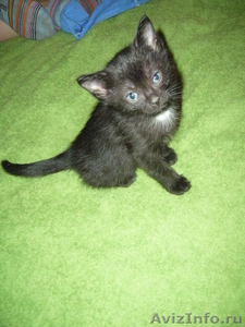 Котик родился 11.11.2011г. - Изображение #1, Объявление #473328