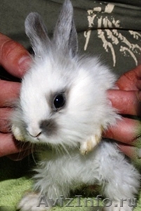 Кролик декоративный карликовый  - Изображение #1, Объявление #536673