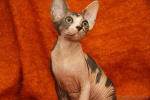 Предлагаются на продажу котята канадского сфинкса - Изображение #4, Объявление #594160